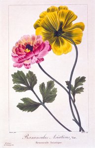 Ranúnculo persa, 1836 (gravura colorida à mão)